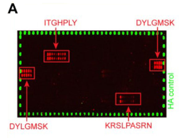 Peptide array results using Goat Anti-Mouse IgG (H&L) Antibody DyLight™ 680 Conjugated